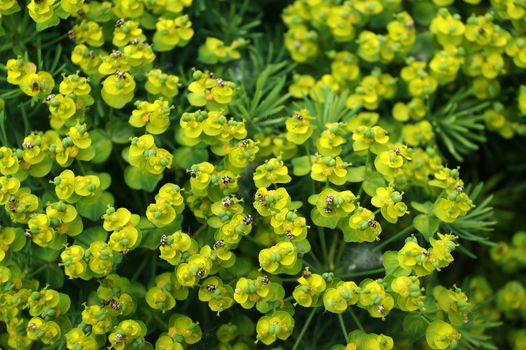 Ornamental plant Kalinichenko's Euphorbia in the yard of a house in the city