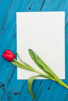 one red tulip and sheet of paper for your greetings on the background of blue wooden board