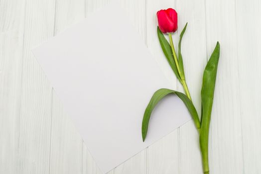 one red tulip and sheet of paper for your greetings on the background of white wooden board