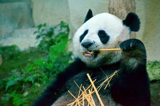 Panda is eating Bamboo in the Zoo