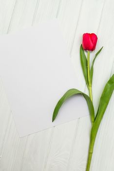 one red tulip and sheet of paper for your greetings on the background of white wooden board
