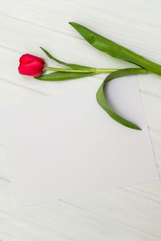 one red tulip and sheet of paper for your greetings on the background of white wooden board