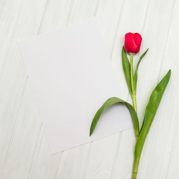 one red tulip and sheet of paper for your greetings on the background of white wooden board
