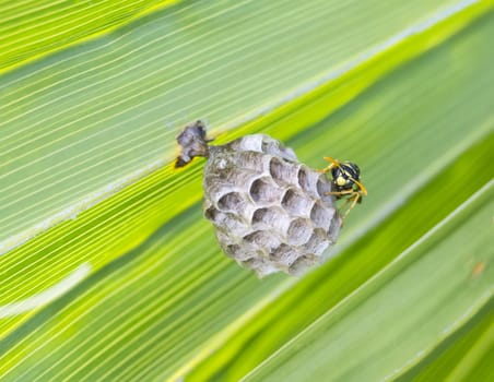 Wasp building a nest in a palm leaf