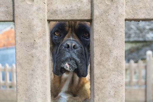 Boxer dog breed looking through the hole in a wall