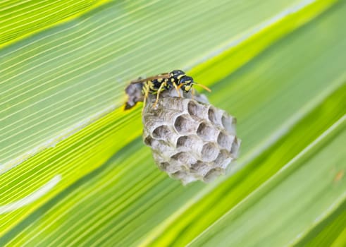 Wasp building a nest in a palm leaf