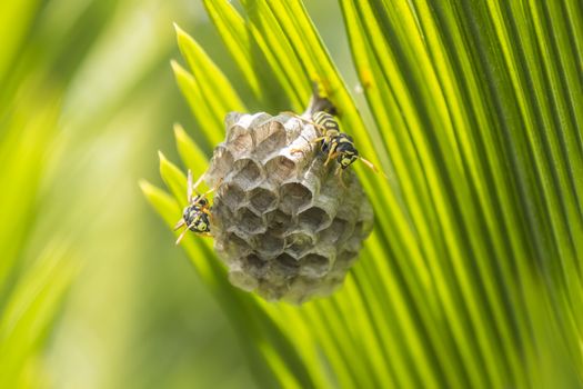 Wasps building a nest in a palm leaf