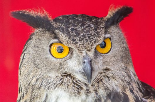 The Eurasian eagle-owl (Bubo bubo), species of eagle-owl resident in much of Eurasia