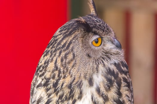 The Eurasian eagle-owl (Bubo bubo), species of eagle-owl resident in much of Eurasia