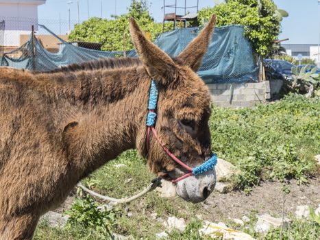 Donkey in the field