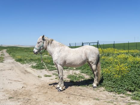 Horse in field, sunny day