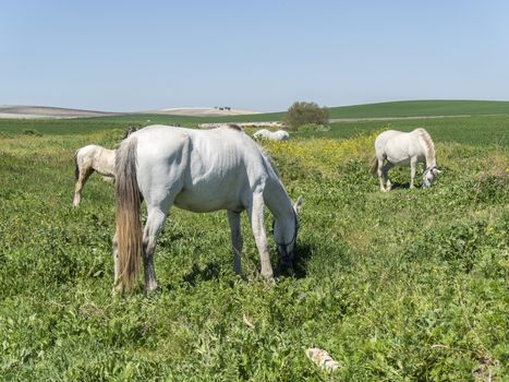 White horses in field, sunny day