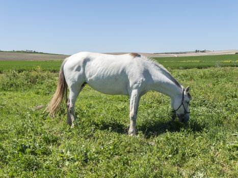 White horse in field, sunny day