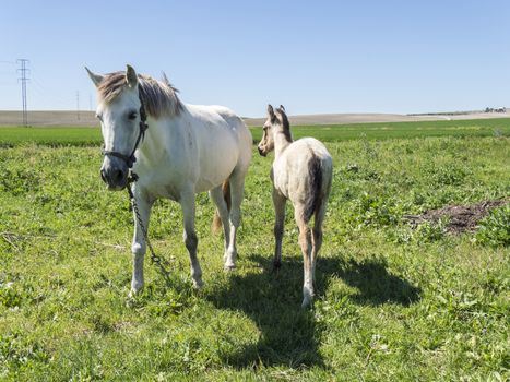 mare with her foal in the field