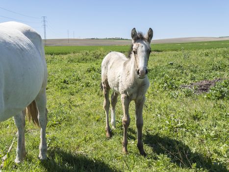 Free foal in the field