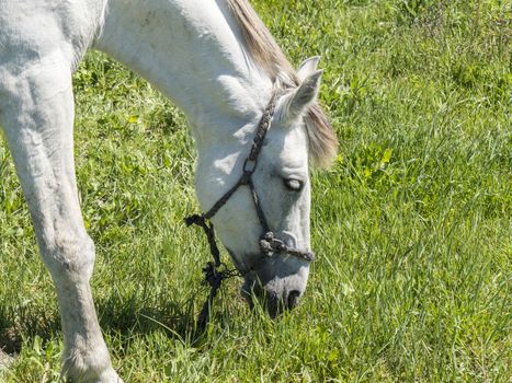 White horse in field, sunny day