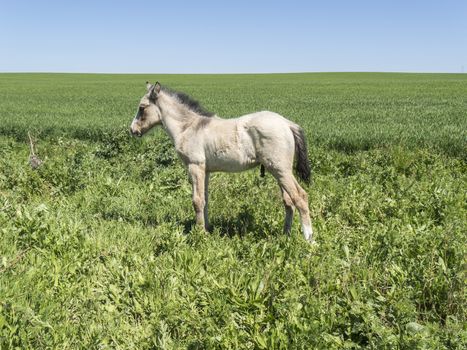 Free foal in the field