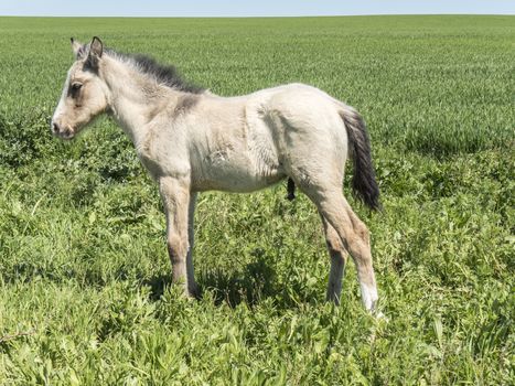 Free foal in the field