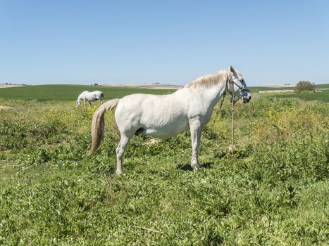 White horses in field, sunny day