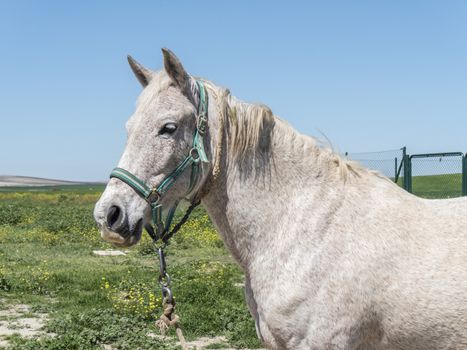 Grey horse in field, sunny day