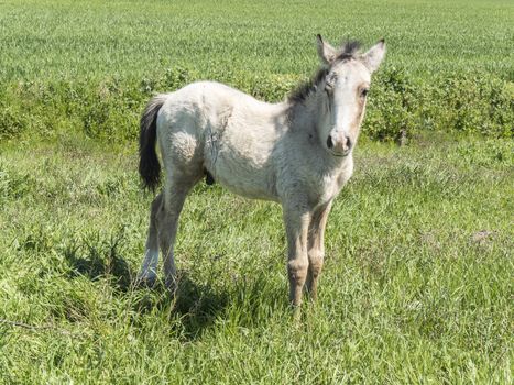 Free foal in the field