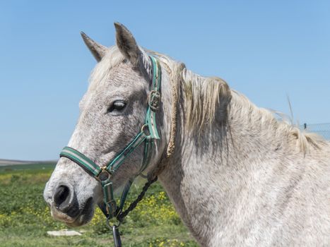 Grey horse in field, sunny day