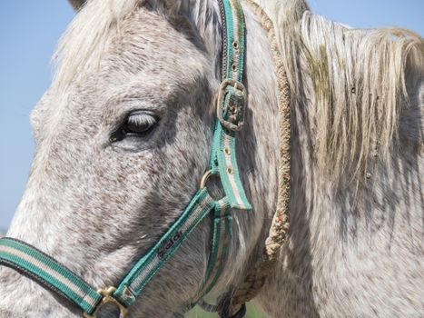 Grey horse in field, sunny day