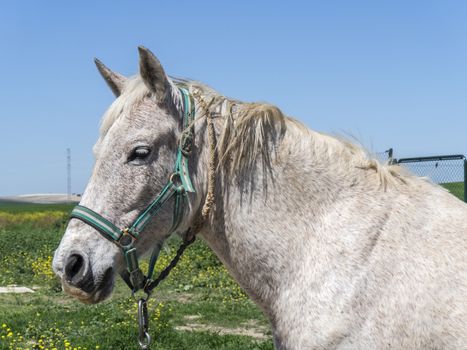 Grey horse in field, sunny day