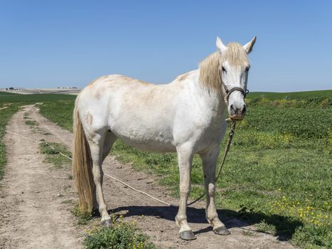 White horse in field, sunny day