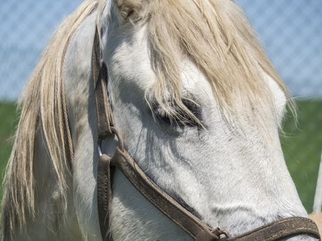 White horse in field, sunny day