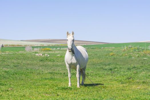 White horse in the countryside, staying relaxed