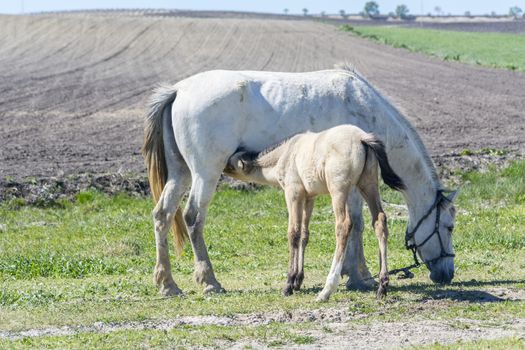 Foal suckling his mother grazing, in a sunny day in a field