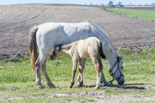 Foal with his mother grazing, in a sunny day in a field