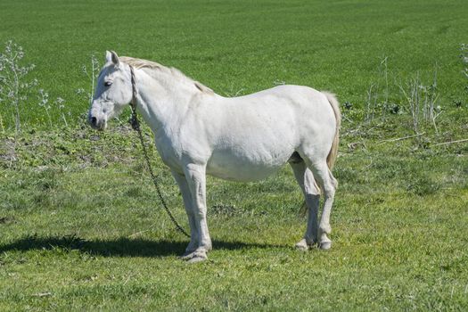 White horse in the countryside, staying relaxed
