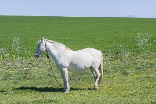White horse in the countryside, staying relaxed
