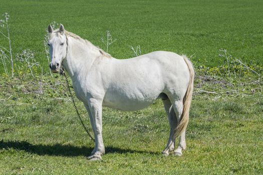 White horse in the countryside, staying relaxed