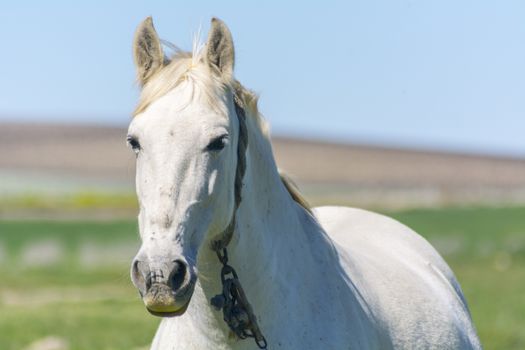 White horse in the countryside, staying relaxed