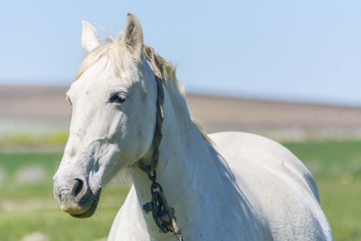 White horse in the countryside, staying relaxed