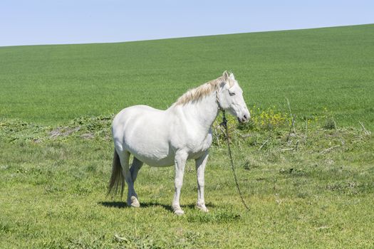 White horse in the countryside, staying relaxed