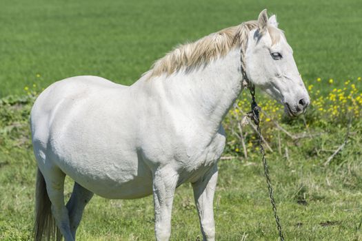 White horse in the countryside, staying relaxed