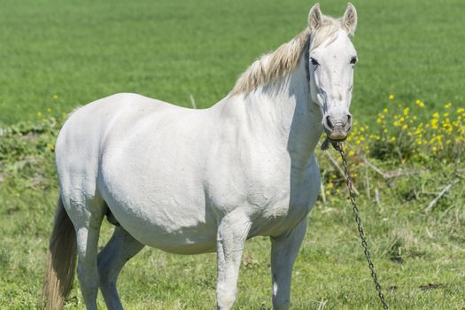 White horse in the countryside, staying relaxed