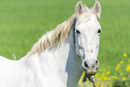 White horse in the countryside, staying relaxed