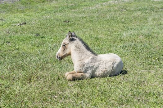 Free colt lying in the countryside, wildlife