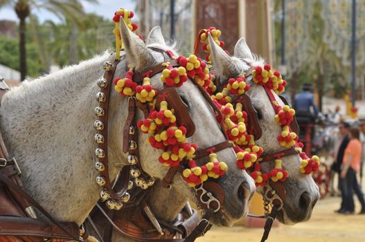 Horses festooned in fair, horse decked, Jerez de la Frontera