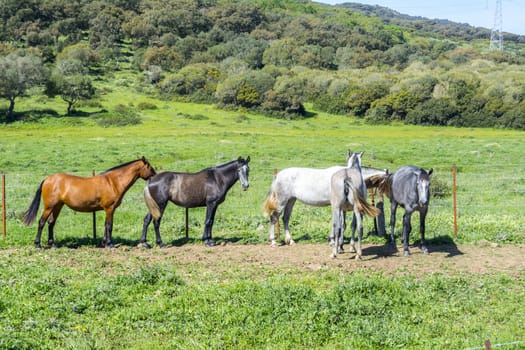 Herd of horses in a meadow