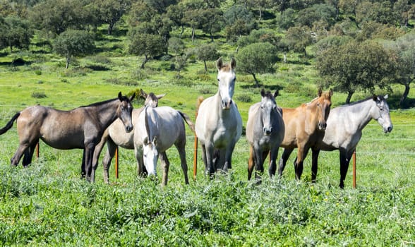 Herd of horses in a meadow