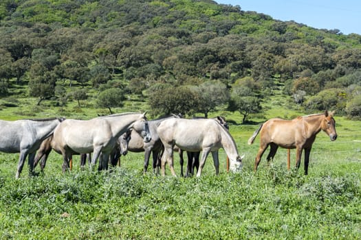 Herd of horses in a meadow