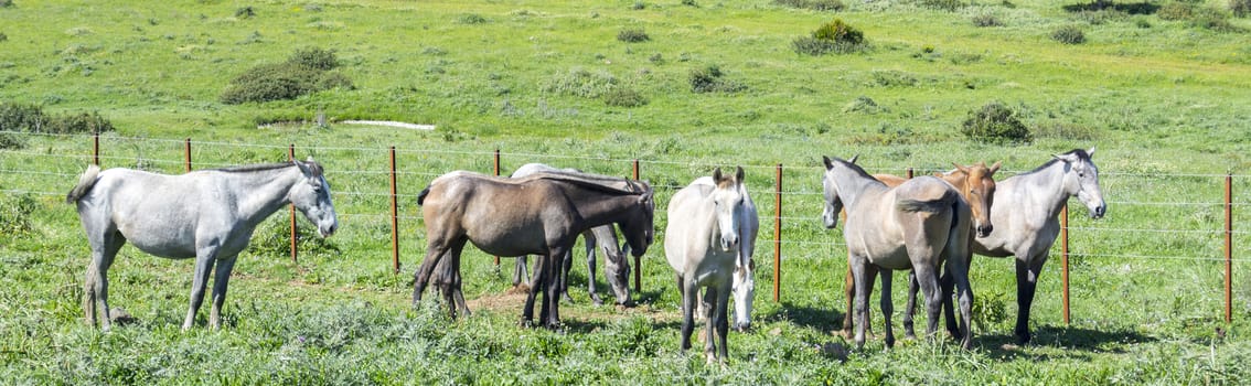 Herd of horses in a meadow