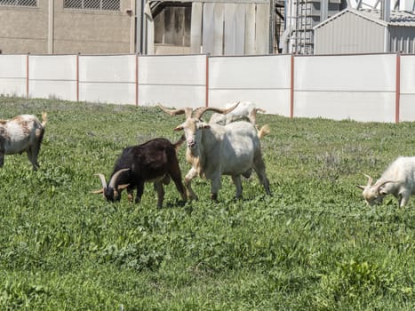 Goats grazing in a meadow