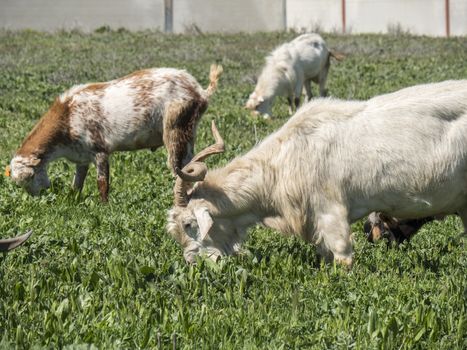 Goats grazing in a meadow